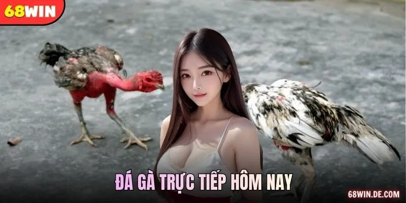 Đá Gà Trực Tiếp Hôm Nay