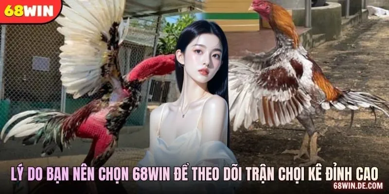 Lý do bạn nên chọn 68WIN để theo dõi những trận chọi kê đỉnh cao